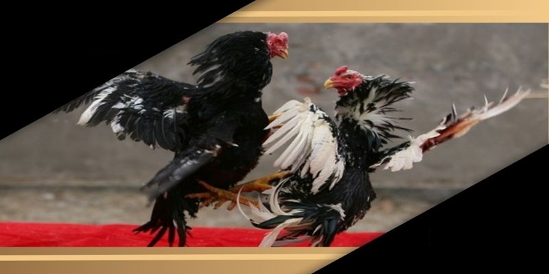 69VN phát trực tiếp các trận đấu từ những trường gà uy tín thế giới