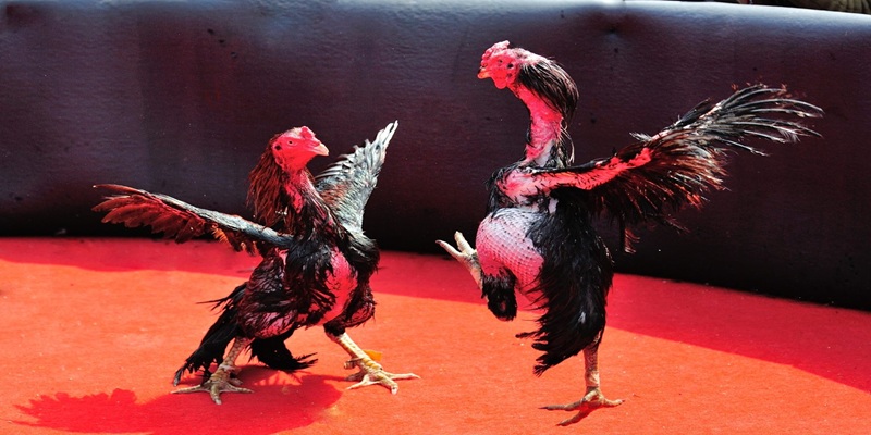 Hãy tập trung phân tích tướng mạo của chiến kê