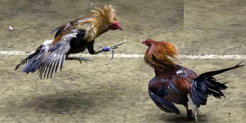 Sảnh đá gà tại 69VN có mức trả thưởng hấp dẫn